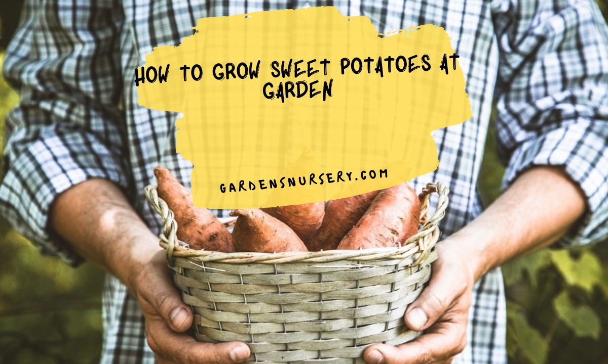 How to Grow Sweet Potatoes at Garden