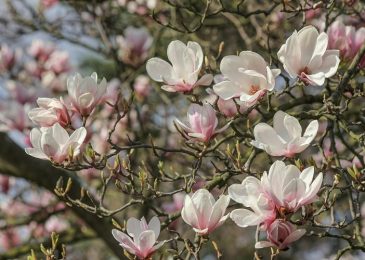 Sweet Magnolias Tree, Knowing More About Planting and Caring