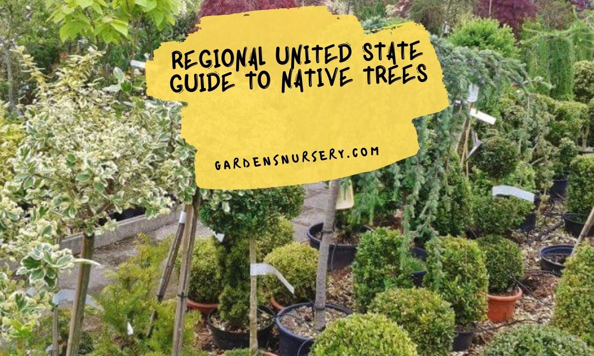 Regional United State Guide to Native Trees