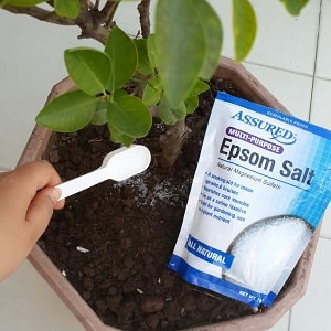 Epsom Salt Natural Fertilizer For Plants