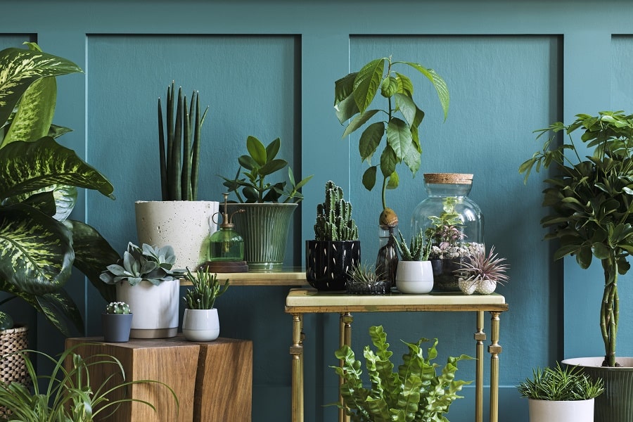10 Perfect Plants For People Who Don't Have A Green Thumb