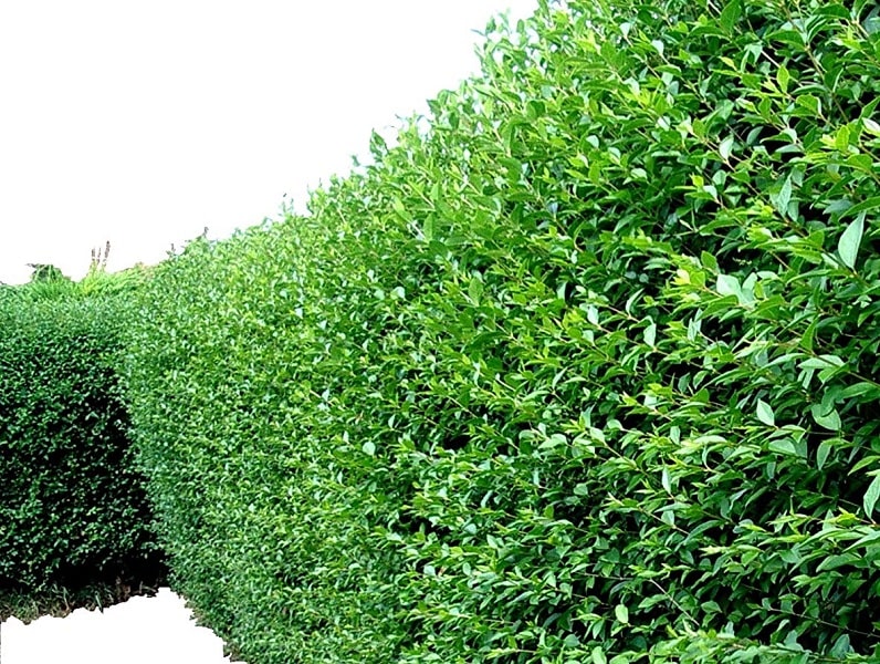Best Types of Evergreen Hedges