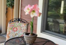 Growing and Caring of Amaryllis Bulbs