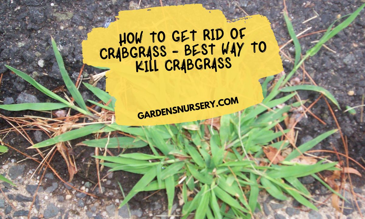 How to Get Rid of Crabgrass - Best Way to Kill Crabgrass