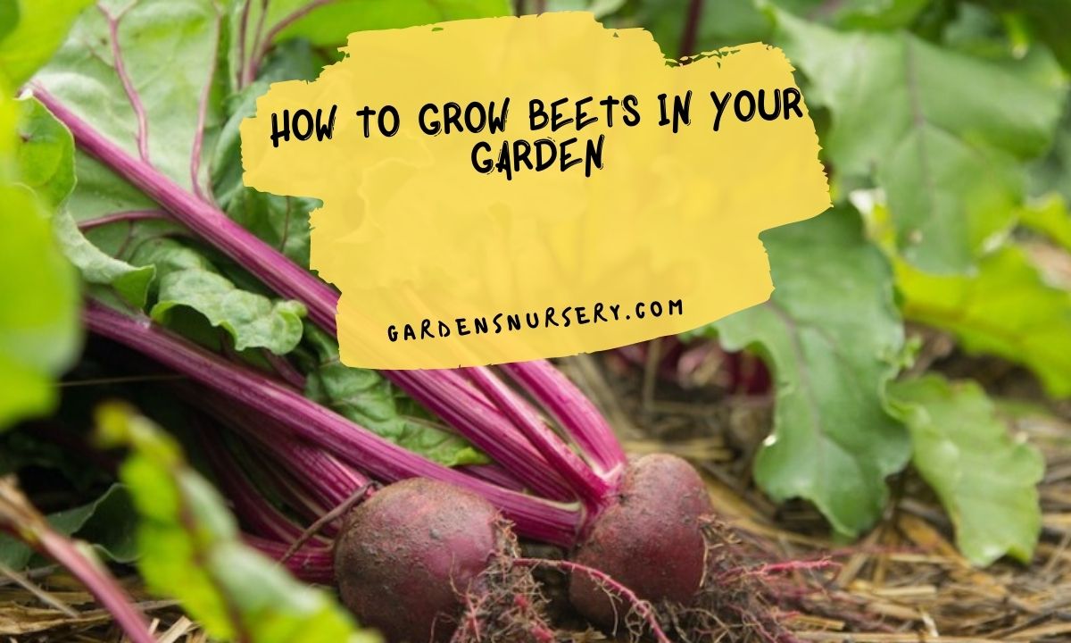 How to Grow Beets in your Garden
