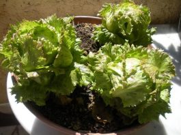 How to Grow Lettuce Indoors