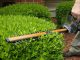 How to Trim a Hedge - Top Hedge Trimming Tips
