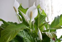 Is a Peace Lily Poisonous