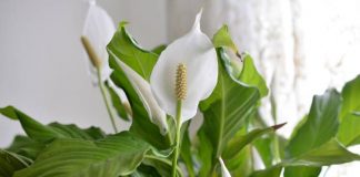 Is a Peace Lily Poisonous