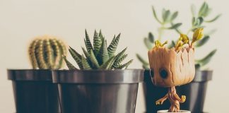 Most Different Types of Cactus Houseplants
