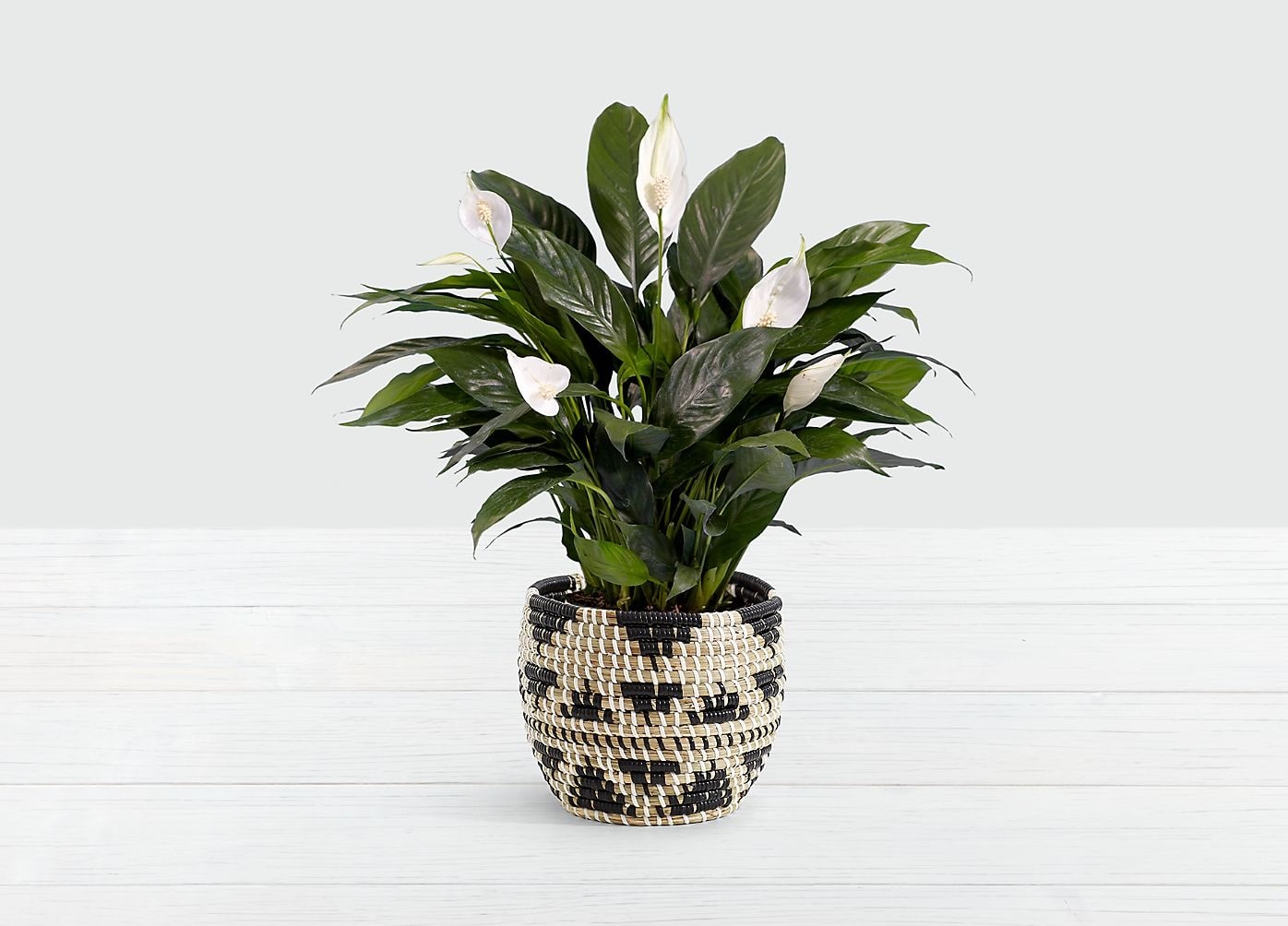 Peace Lily Plant – One Of The Most Popular Houseplants