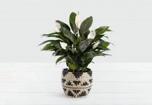 Peace Lily Plant – One of The Most Popular Houseplants