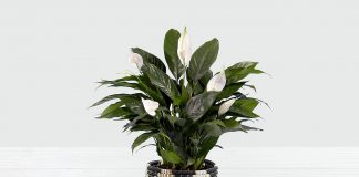 Peace Lily Plant – One of The Most Popular Houseplants