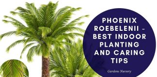 Phoenix roebelenii - Best Indoor Planting and Caring Tips