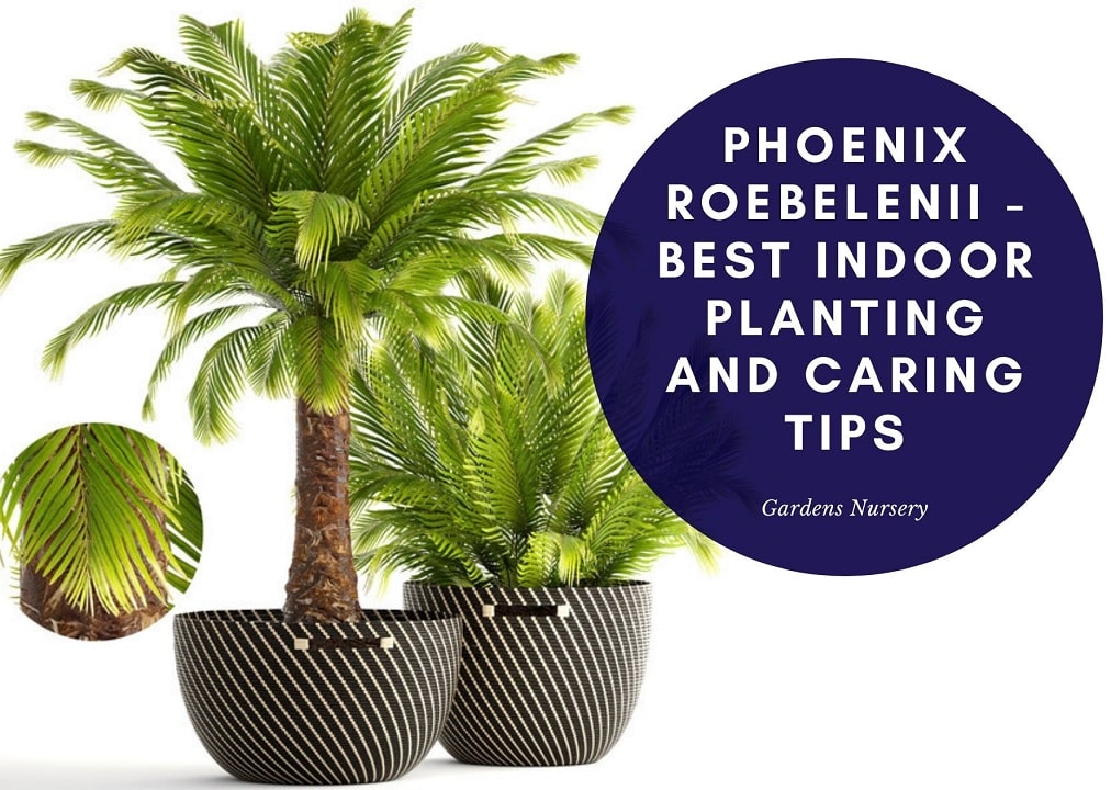 Phoenix roebelenii - Best Indoor Planting and Caring Tips