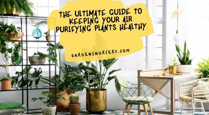 The Ultimate Guide to Keeping Your Air Purifying Plants Healthy
