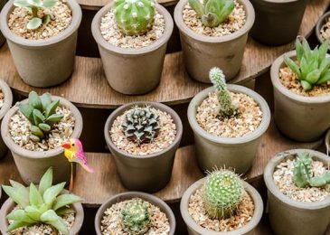 Uses Of Different Types Of Cactus