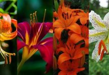 What Are Different Types of Lilies