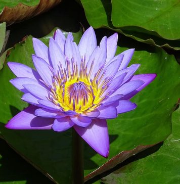 Knowing More About The Beautiful Blue Lotus Flower
