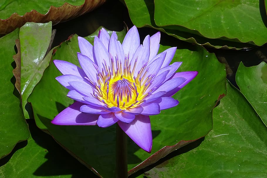 Knowing More About The Beautiful Blue Lotus Flower