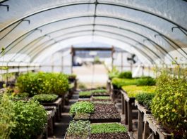 Why You Should Use Lean To Greenhouses When Growing Vegetables In Your Backyard