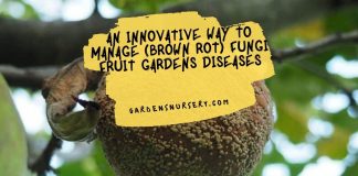 An Innovative Way to Manage (Brown Rot) Fungi Fruit Gardens Diseases