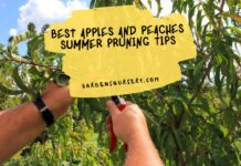 Best Apples and Peaches Summer Pruning Tips 