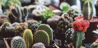 Best Tips on Selecting the Right Plants for Your Home