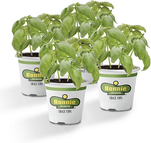 Bonnie Plants Sweet Basil (Genovese) Live Herb Plants - 4 Pack