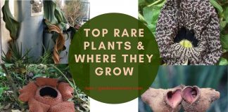 Top Rare Plants & Where They Grow