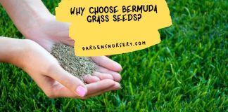 Why Choose Bermuda Grass Seeds