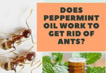 Does Peppermint Oil Work to Get Rid of Ants