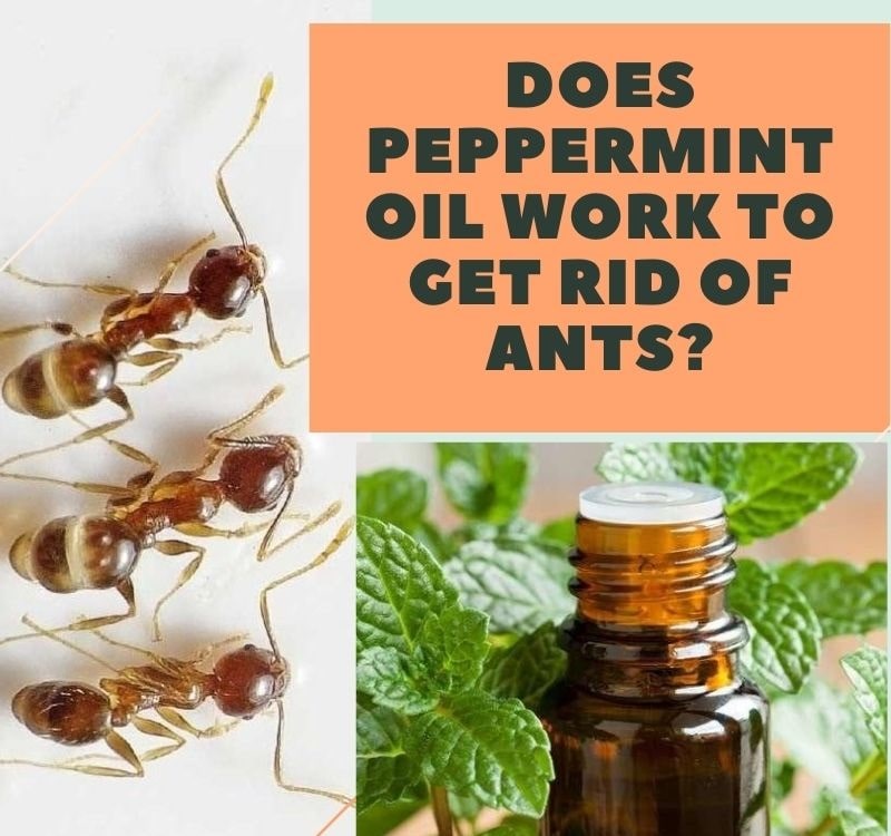 Does Peppermint Oil Work to Get Rid of Ants