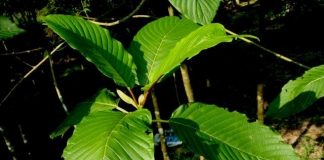 Tips and Tricks for Growing Kratom in a Greenhouse