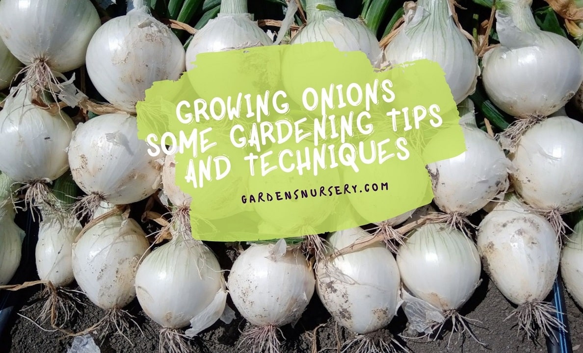 Growing Onions Some Gardening Tips and Techniques