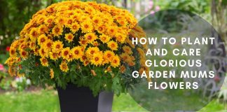 How to Plant and Care Glorious Garden Mums Flower