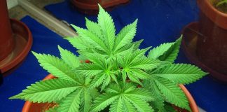 Top 4 Steps Guide to Grow Cannabis Plants