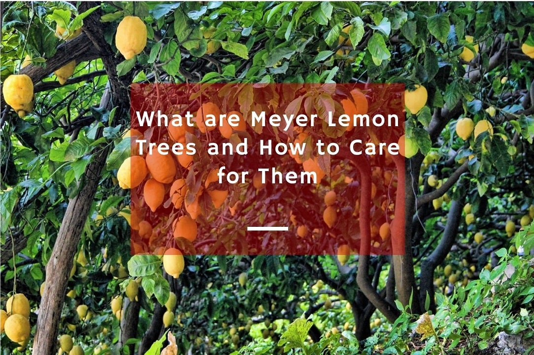 What Are Meyer Lemon Trees And How To Care For Them