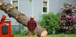 5 Reasons Why You Should Remove A Tree In Your Property