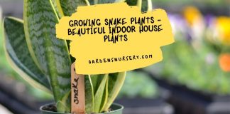 Growing Snake Plants - Beautiful Indoor House Plants