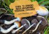 Guide to Growing Magic Mushrooms Psilocybe cubensis