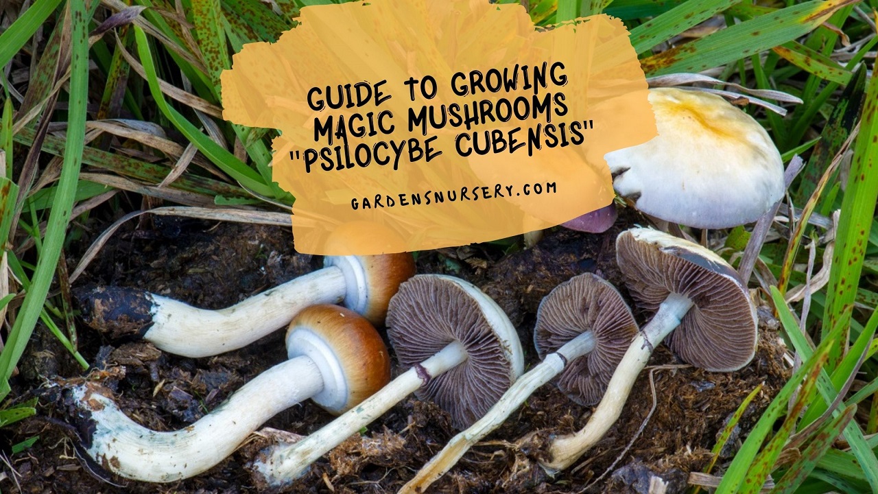 Guide to Growing Magic Mushrooms Psilocybe cubensis