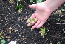 How Do You Fertilize a Vegetable Garden