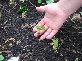 How Do You Fertilize A Vegetable Garden