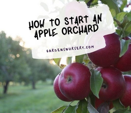 How To Start An Apple Orchard