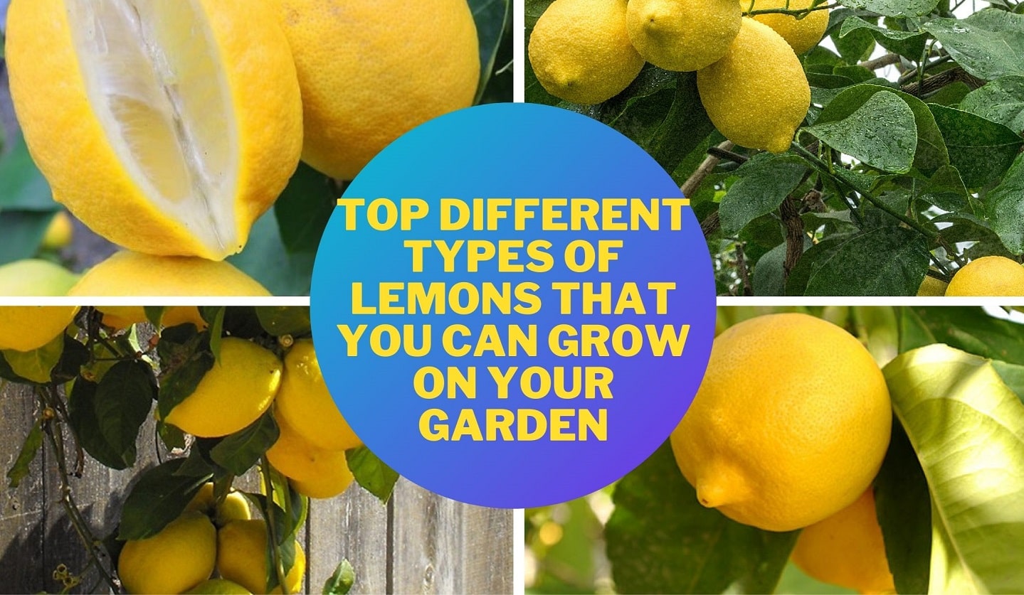 10 Different Types of Lemons