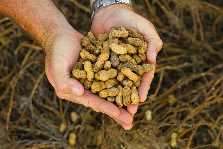 Top Tips to Growing your Own Peanuts