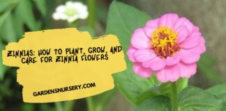 Zinnias How to Plant, Grow, and Care for Zinnia Flowers