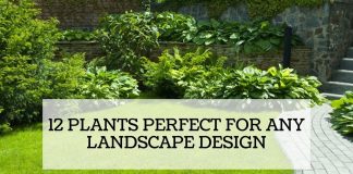 12 Plants Perfect For Any Landscape Design 