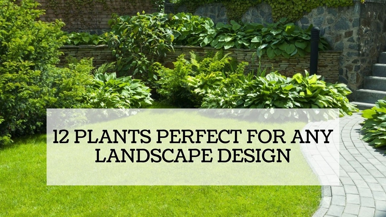 12 Plants Perfect For Any Landscape Design 